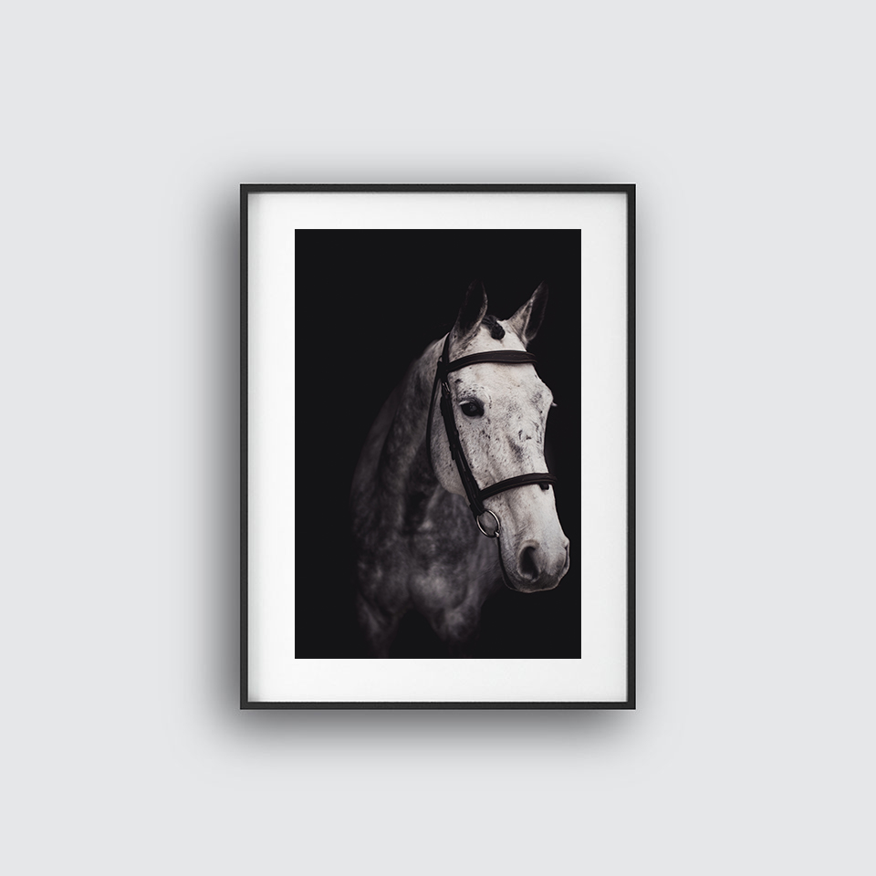 Gray Horse Poster