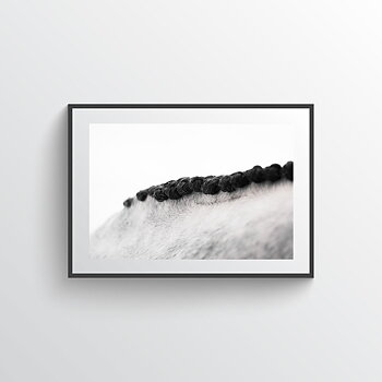 Perfect Horse Mane  Poster