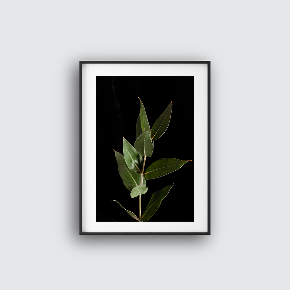 Fikus no 7 poster