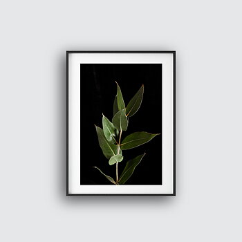 Fikus no 7 poster
