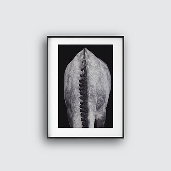 Perfection of Horse Mane Poster