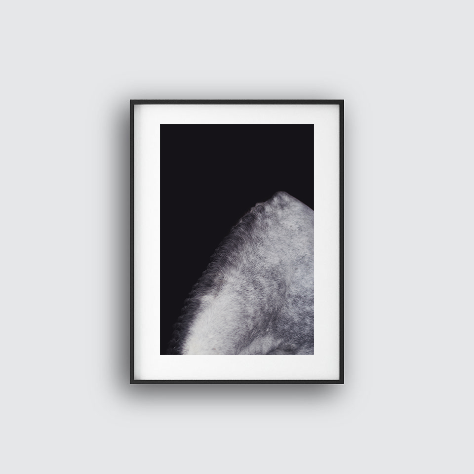 Shades Of Gray Mane Poster
