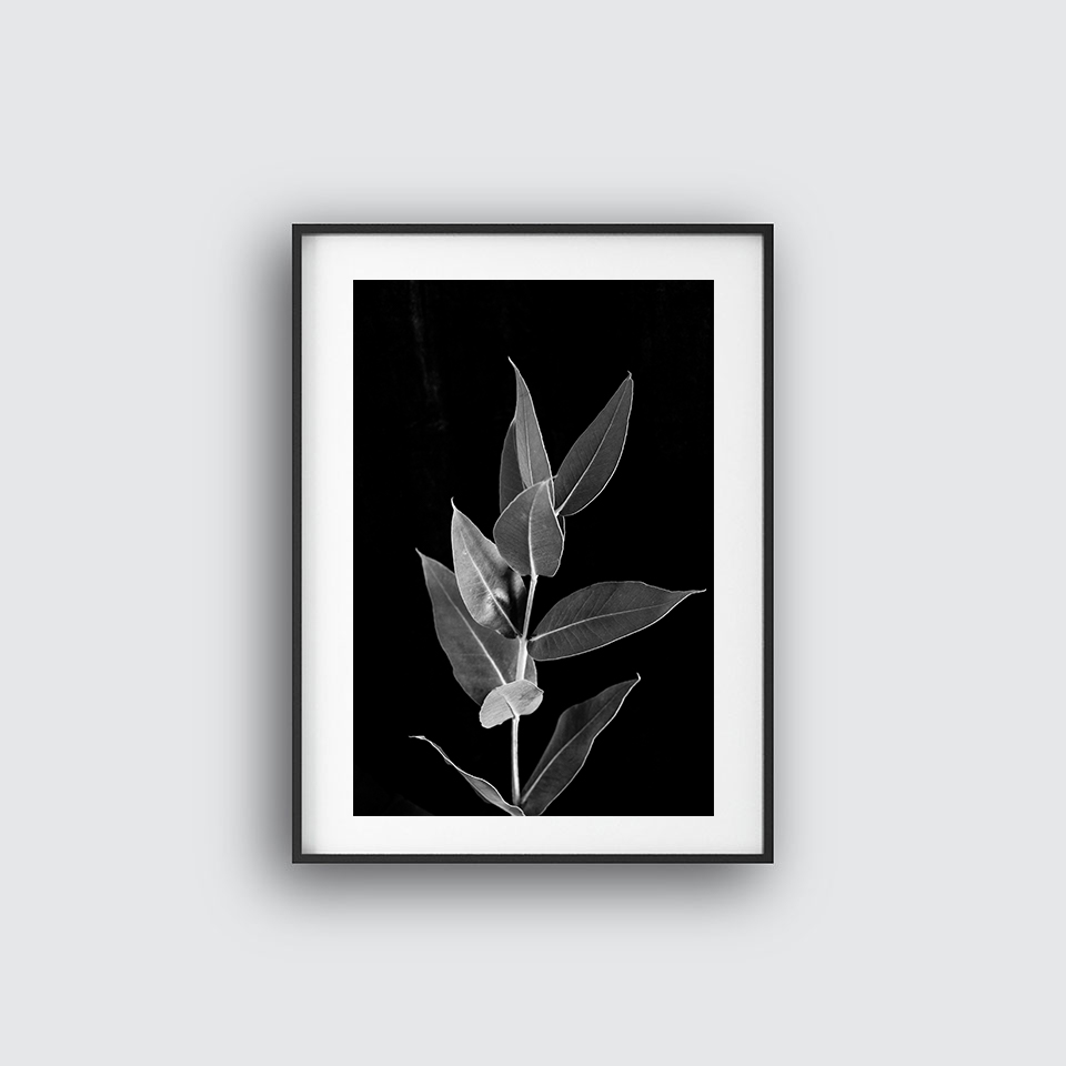 Fikus no 6 poster