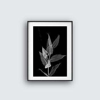 Fikus no 6 poster