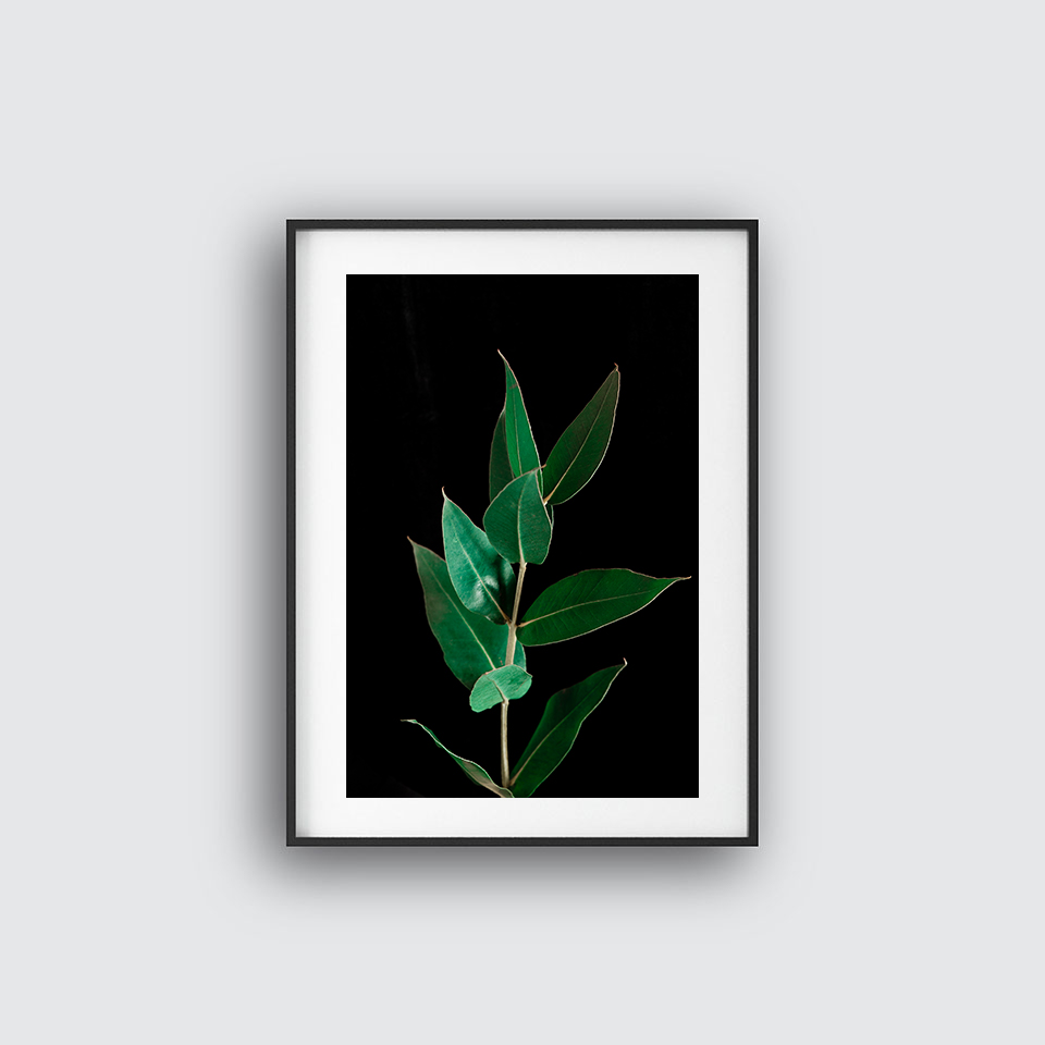 Fikus no 5 poster
