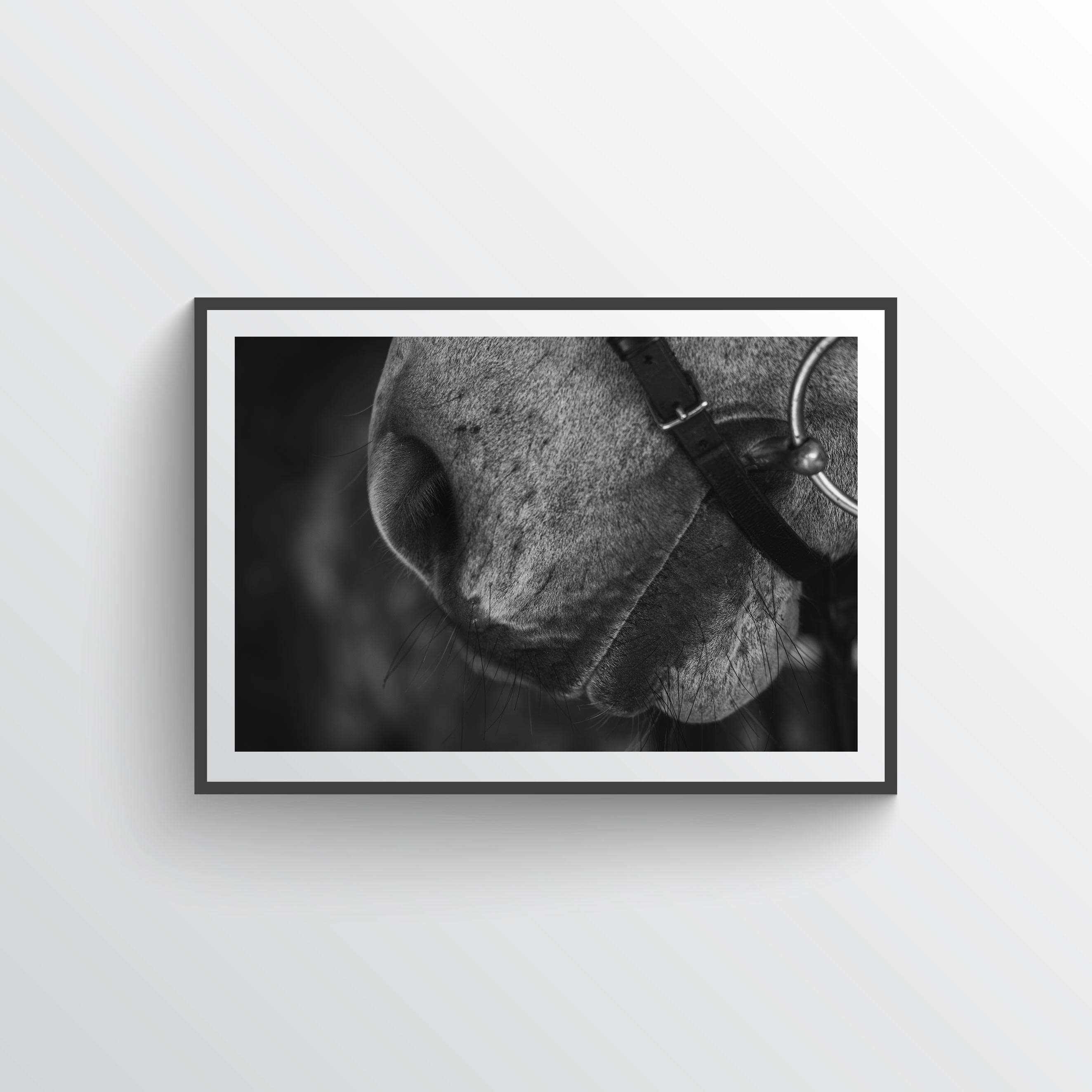 NEW Soft Horse Poster