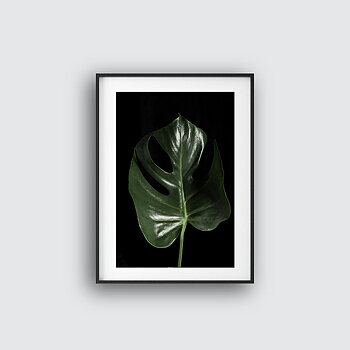 Monstera five poster