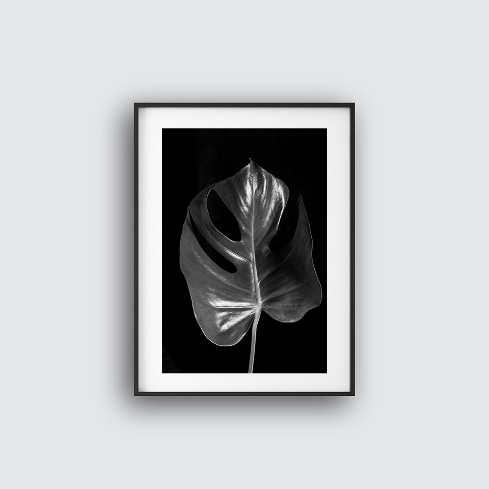 Monstera four poster