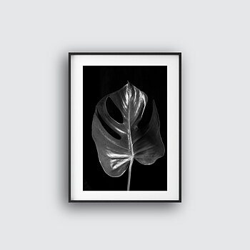 Monstera four poster