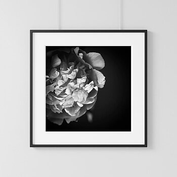 NYHET Peony Bloom Poster
