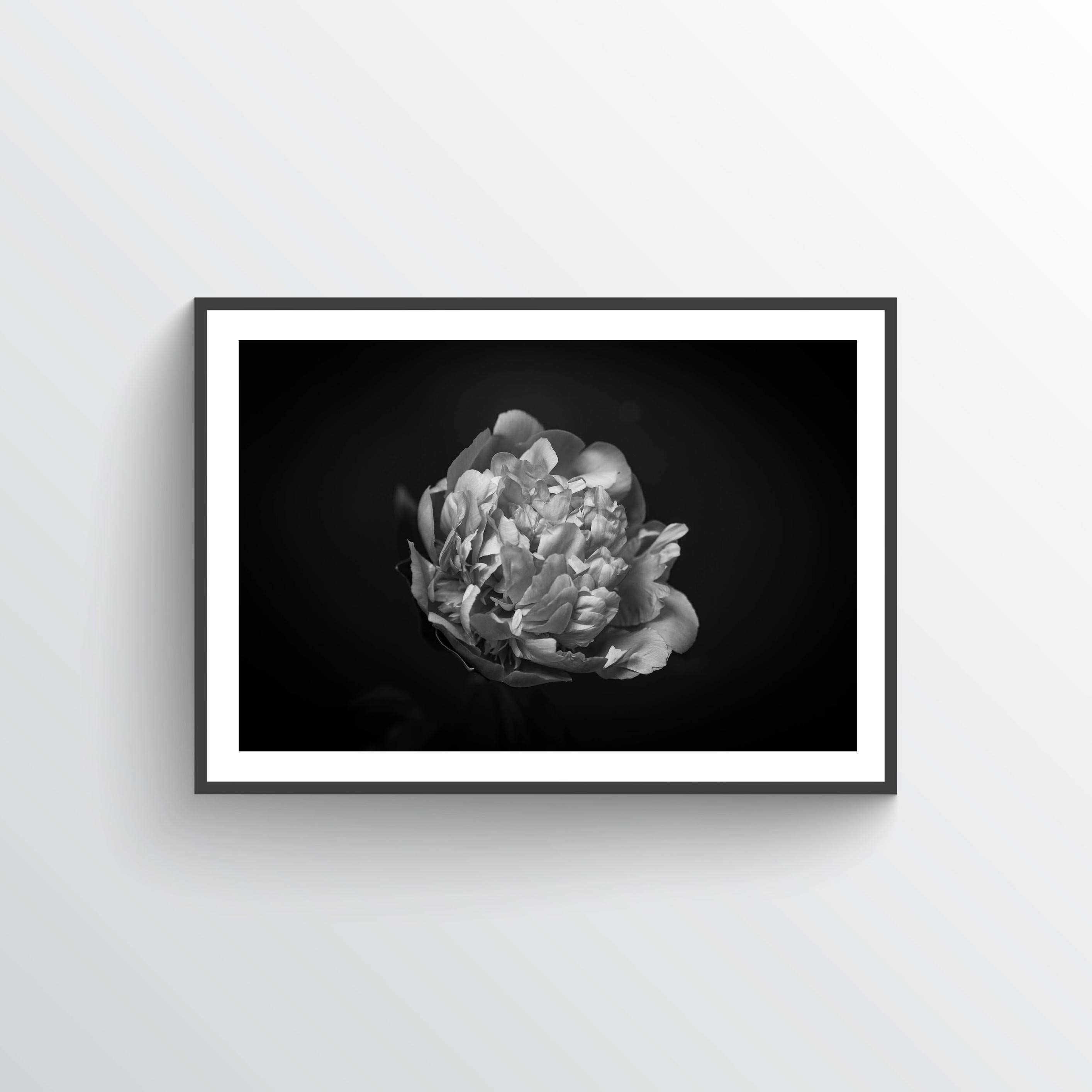 NYHET Peony Hope Poster