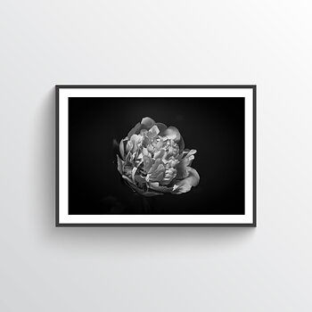 NYHET Peony Hope Poster