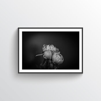 NYHET Peonies Bloom Poster
