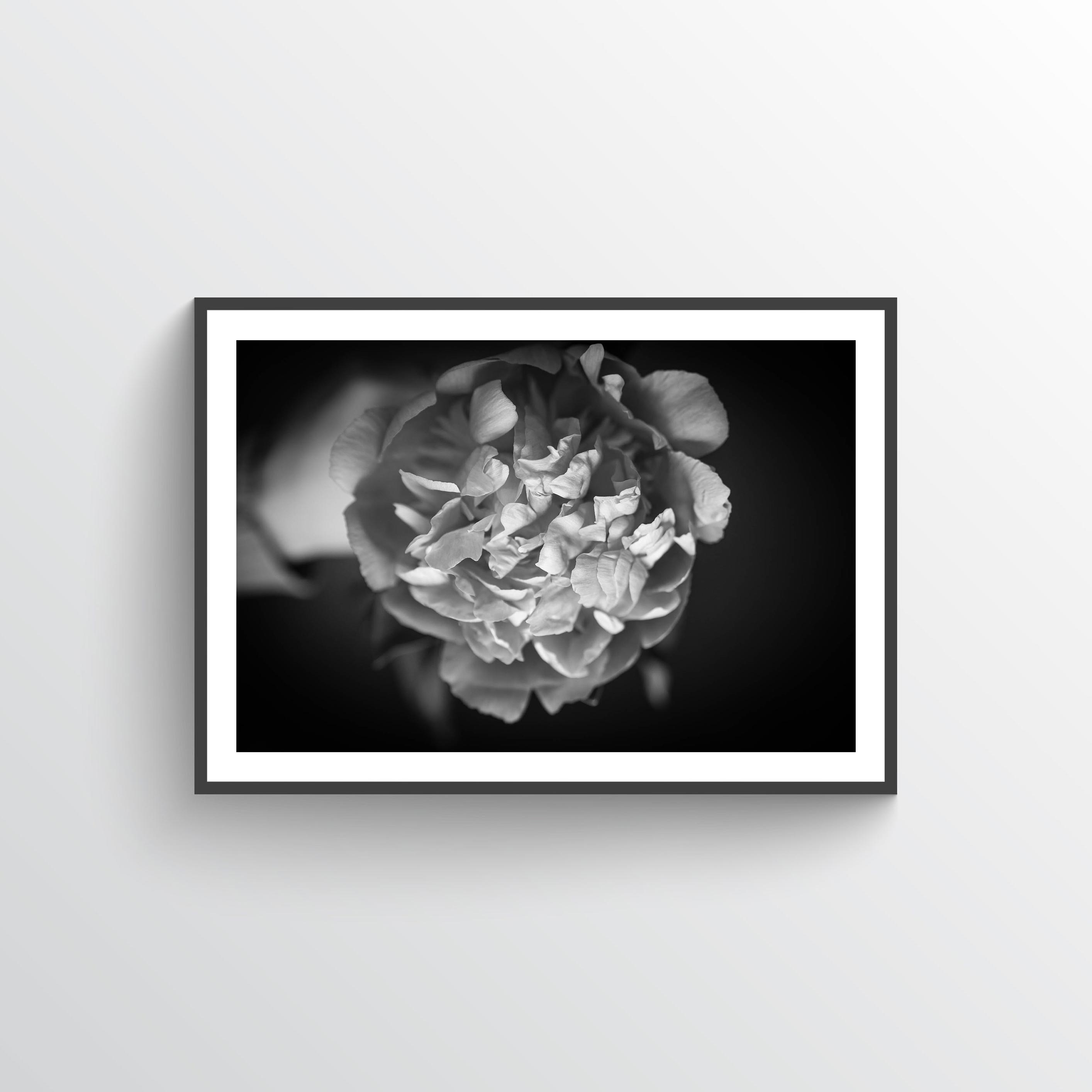 NYHET Peony Dream Poster