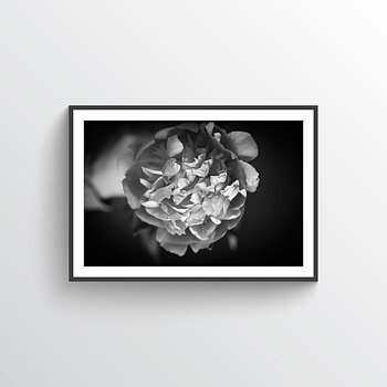 NYHET Peony Dream Poster