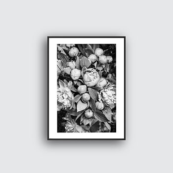 NYHET Peonies Hope Poster