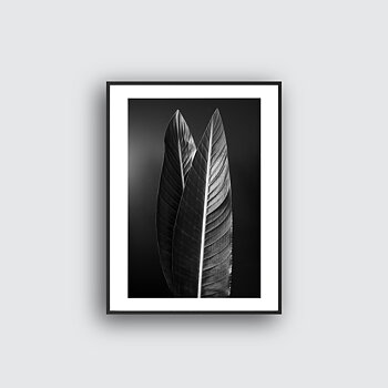 NYHET Ficus Hope Poster