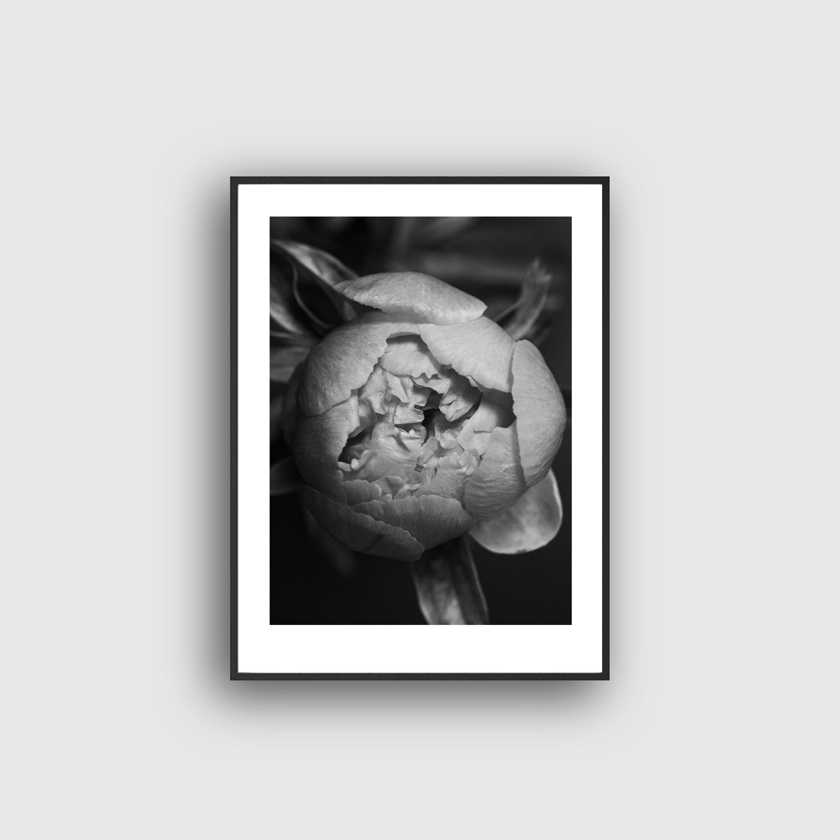 NYHET Peony Hope No1 Poster