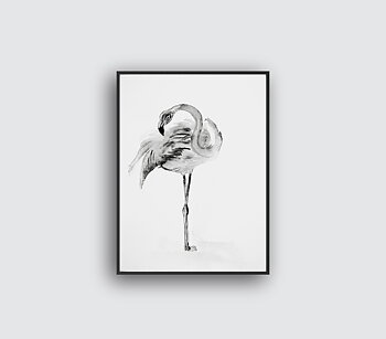 Flamingo Illustration