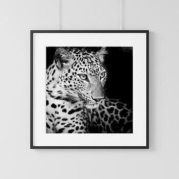 Leopard portrait one black & white