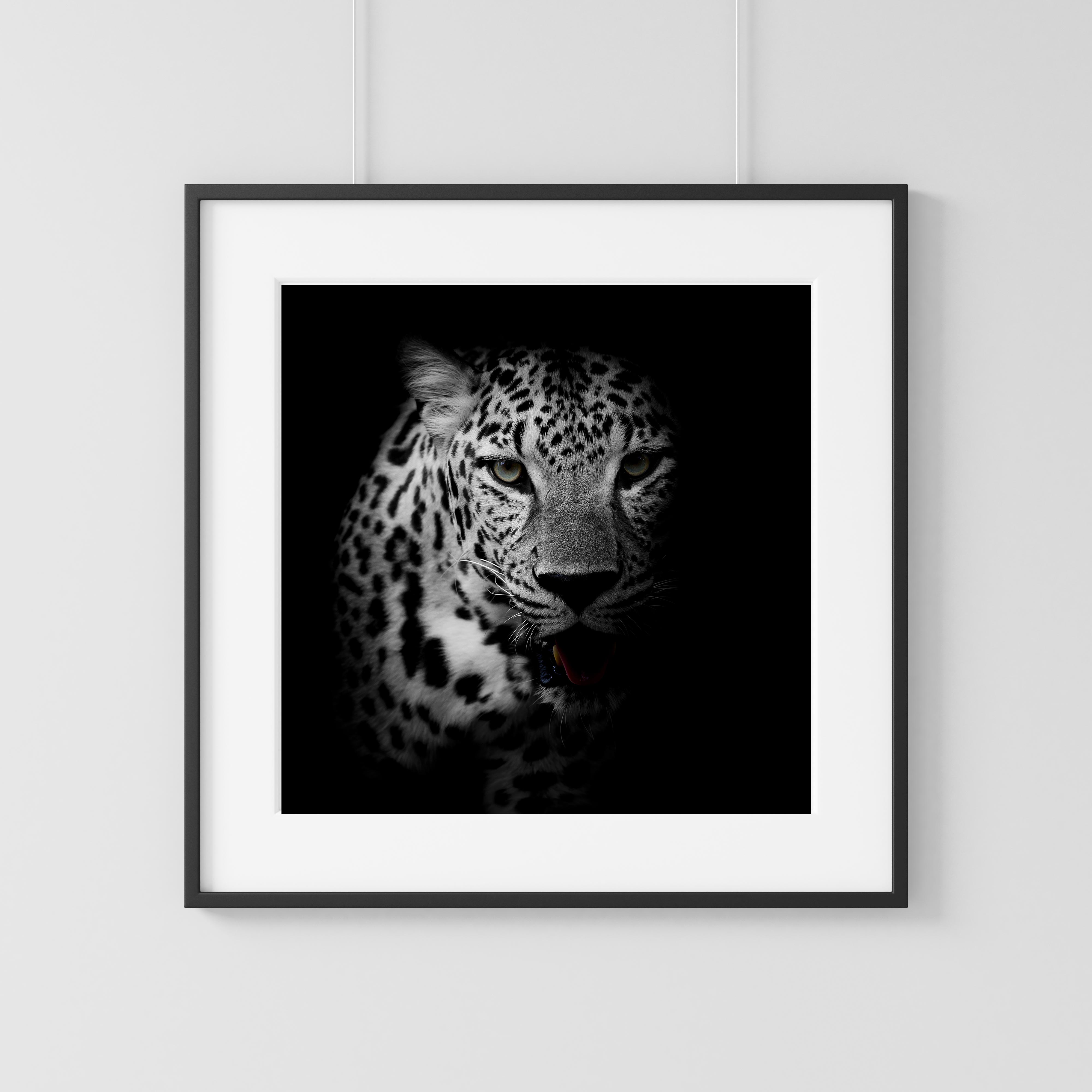 Leopard portrait two black & white