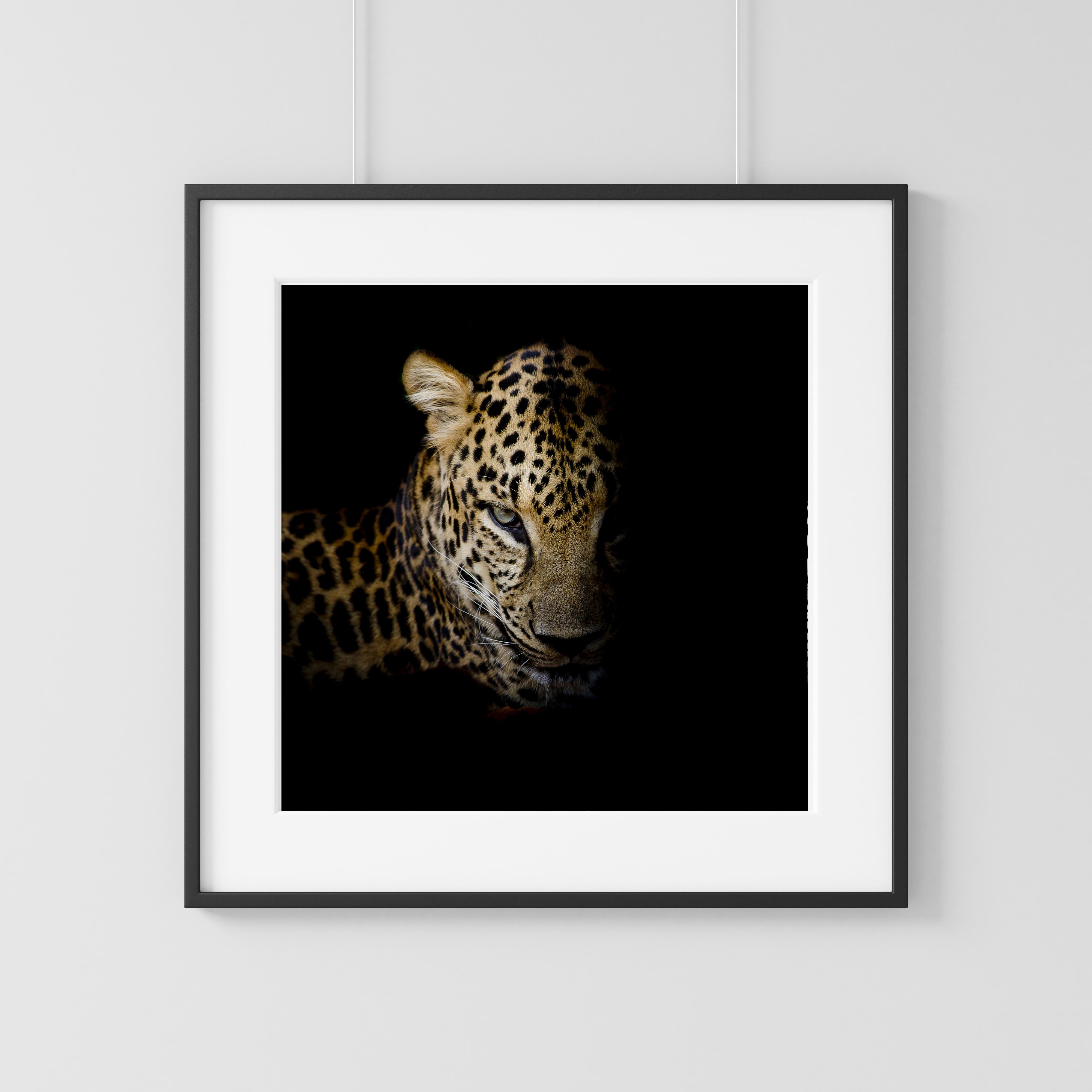 Leopard portrait one