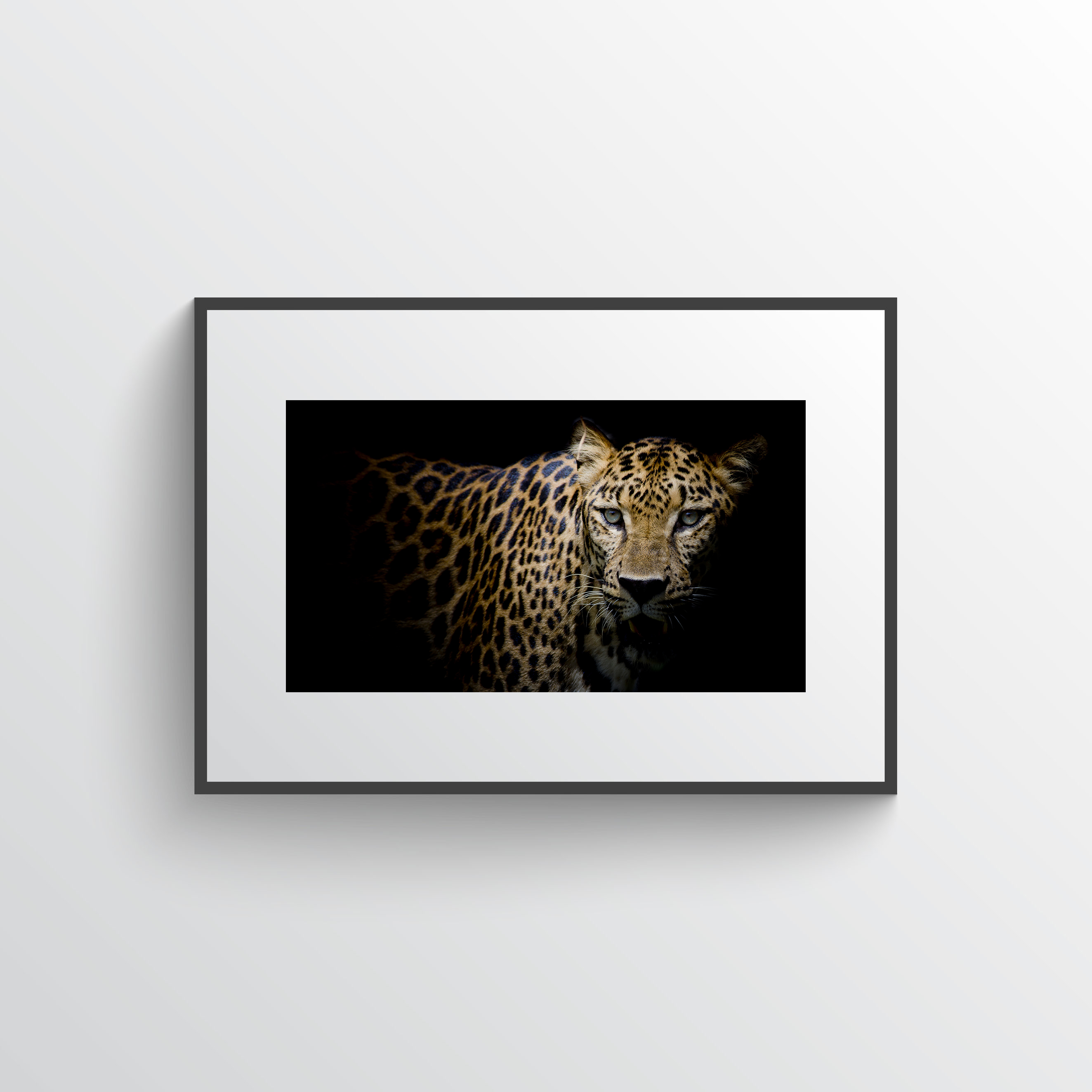 Leopard portrait two
