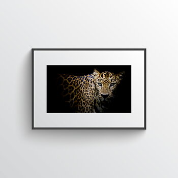 Leopard portrait two
