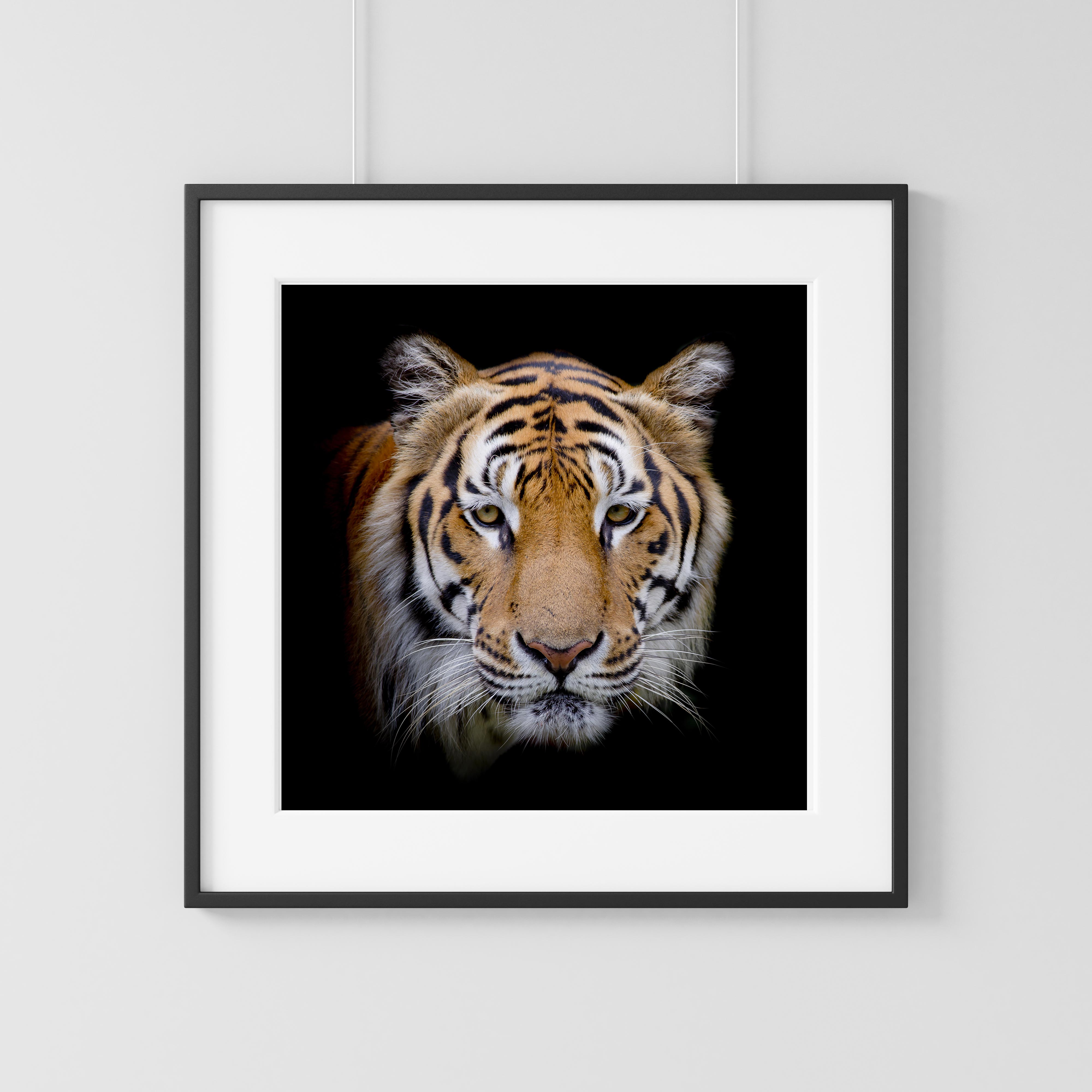 Tiger portrait two