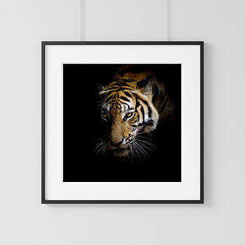 Tiger portrait one