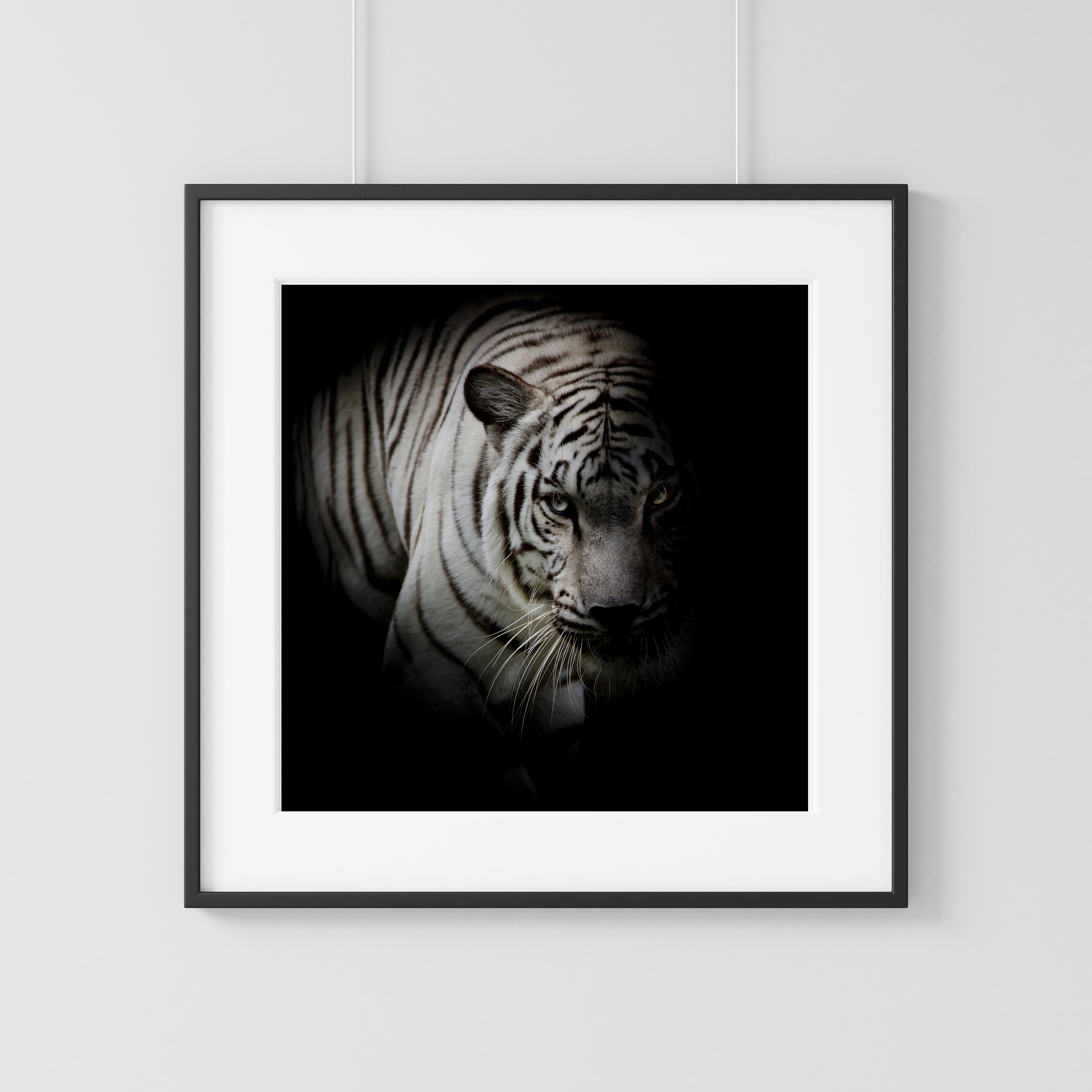 Tiger portrait three
