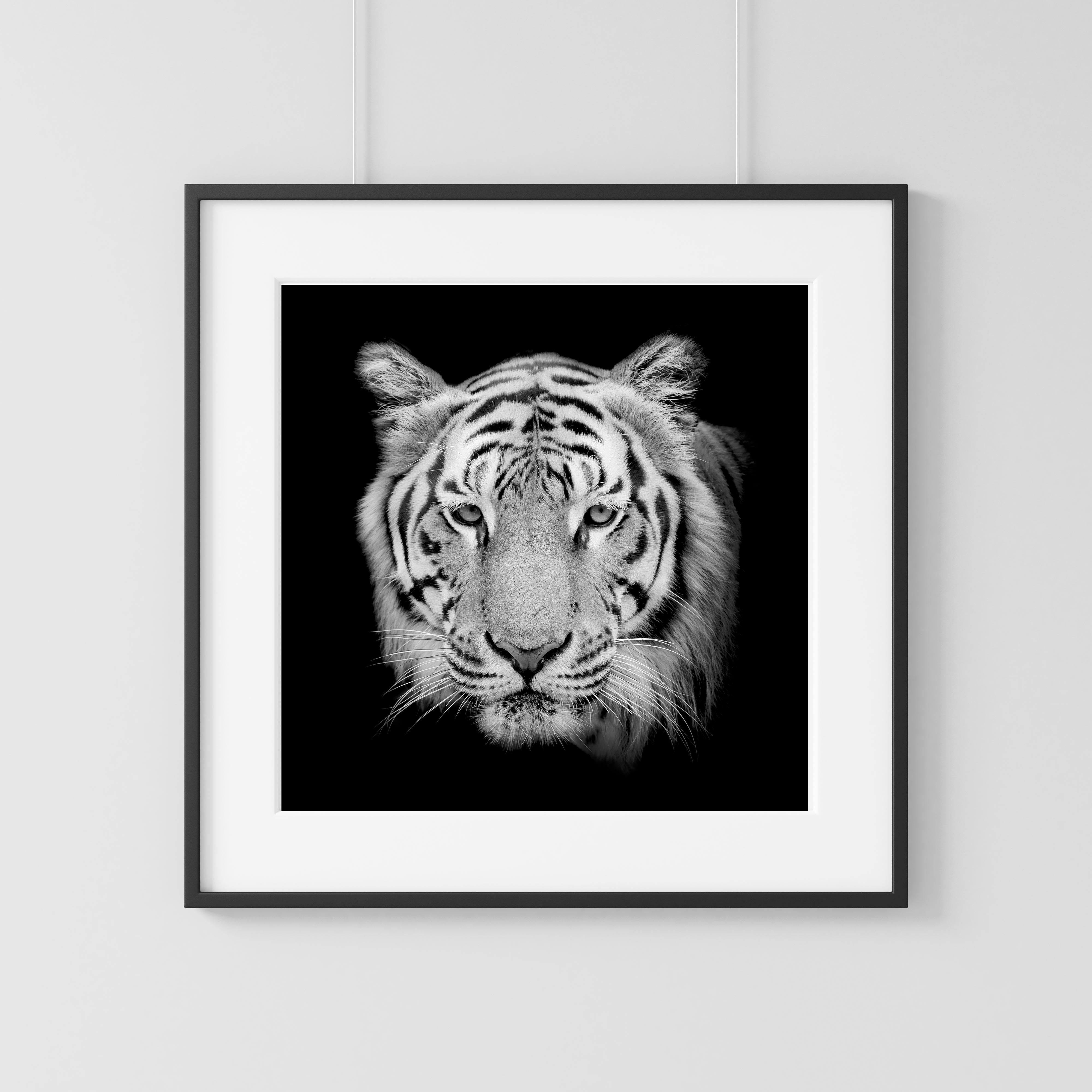Tiger portrait one black & white