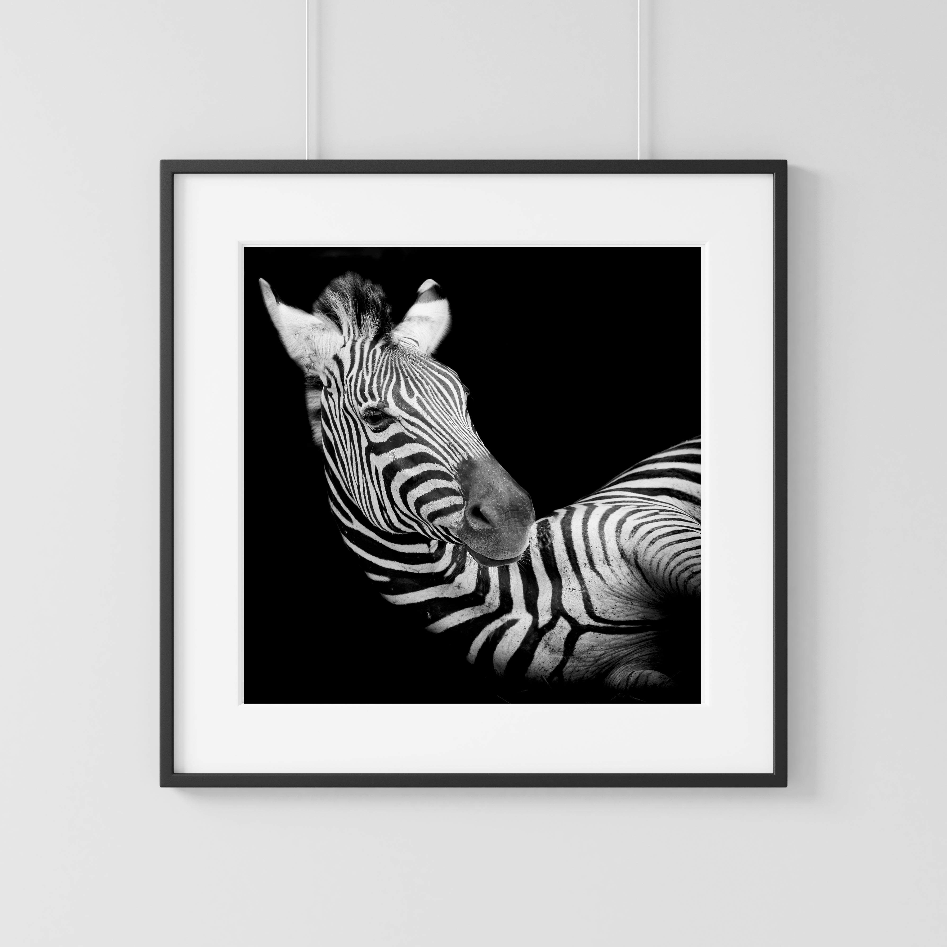 Zebra one black & white