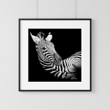 Zebra one black & white