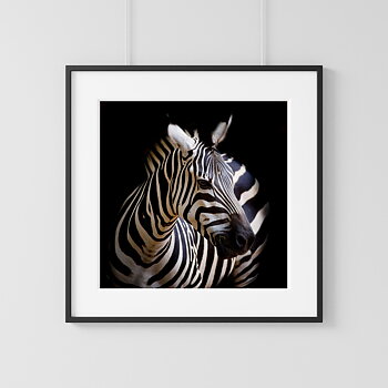 Zebra two photo