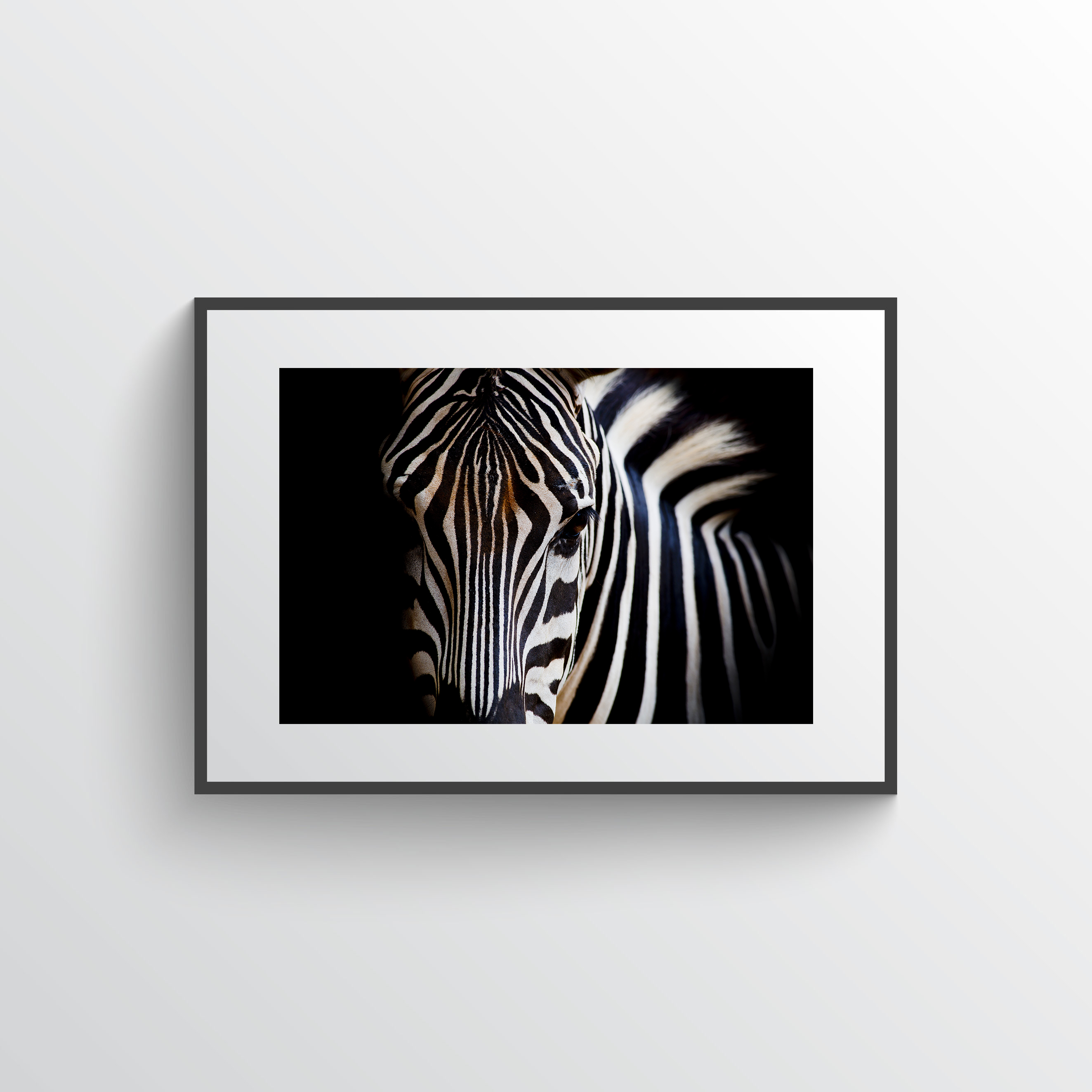 Zebra one photo