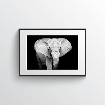 Elephant photo black & white
