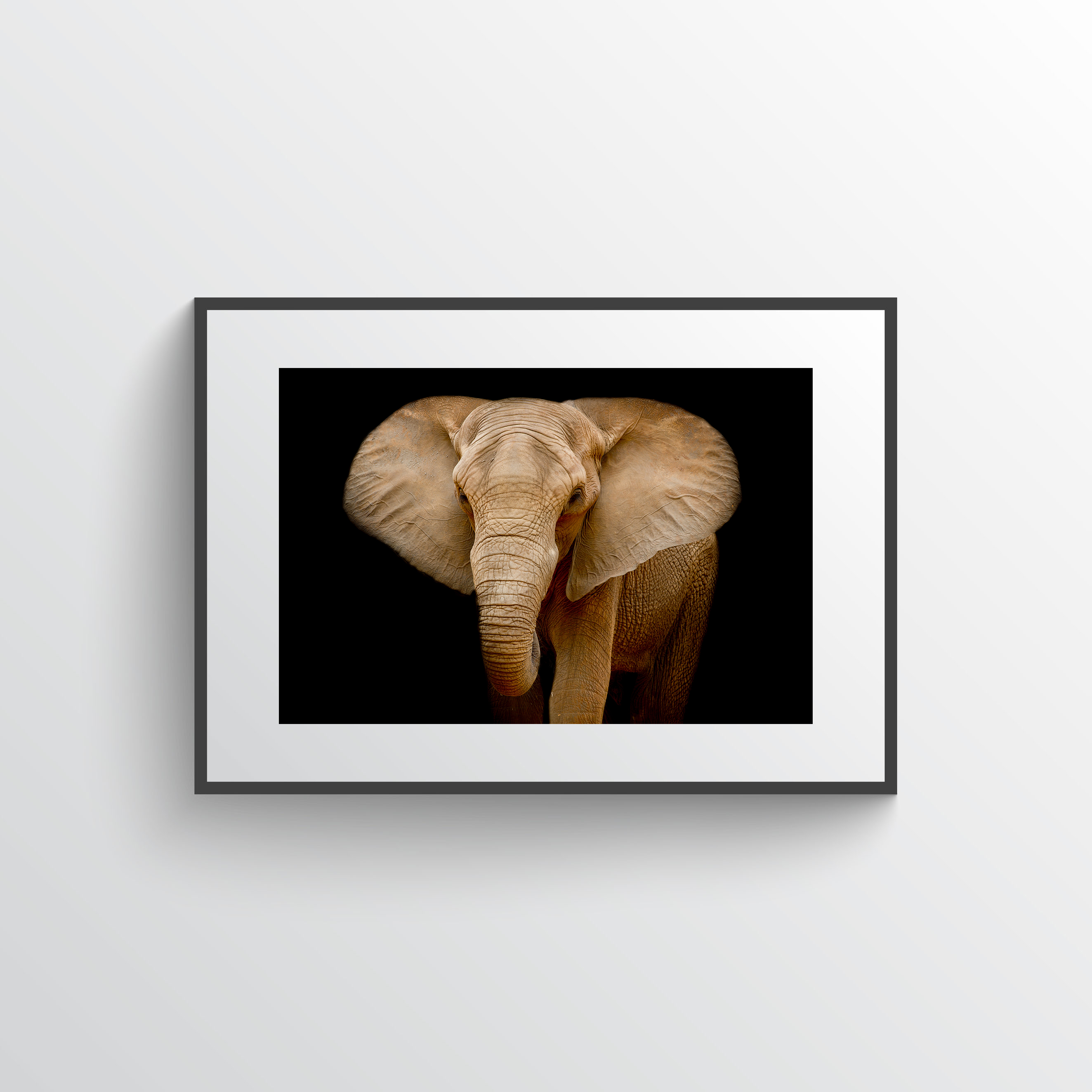 Elephant photo