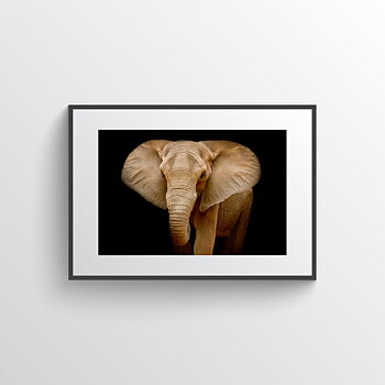Elephant photo