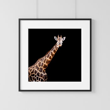 Giraffe one photo