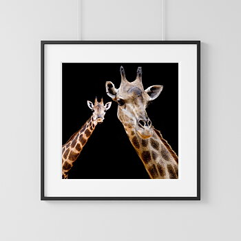 Giraffe two photo