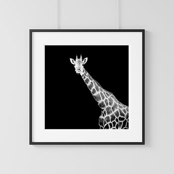 Giraffe photo black & white