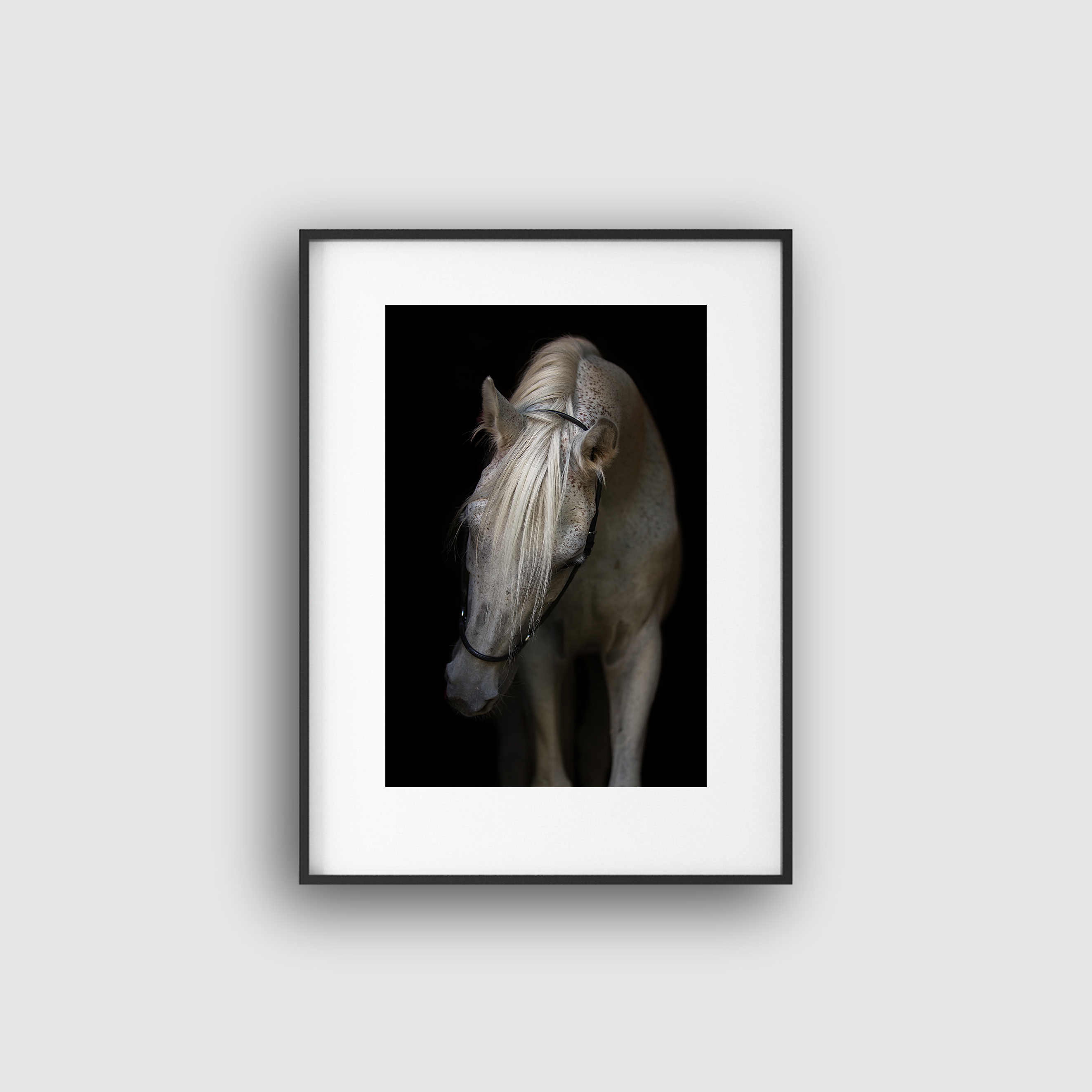 Horse photo two
