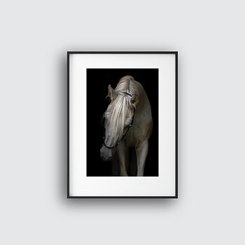 Horse photo two