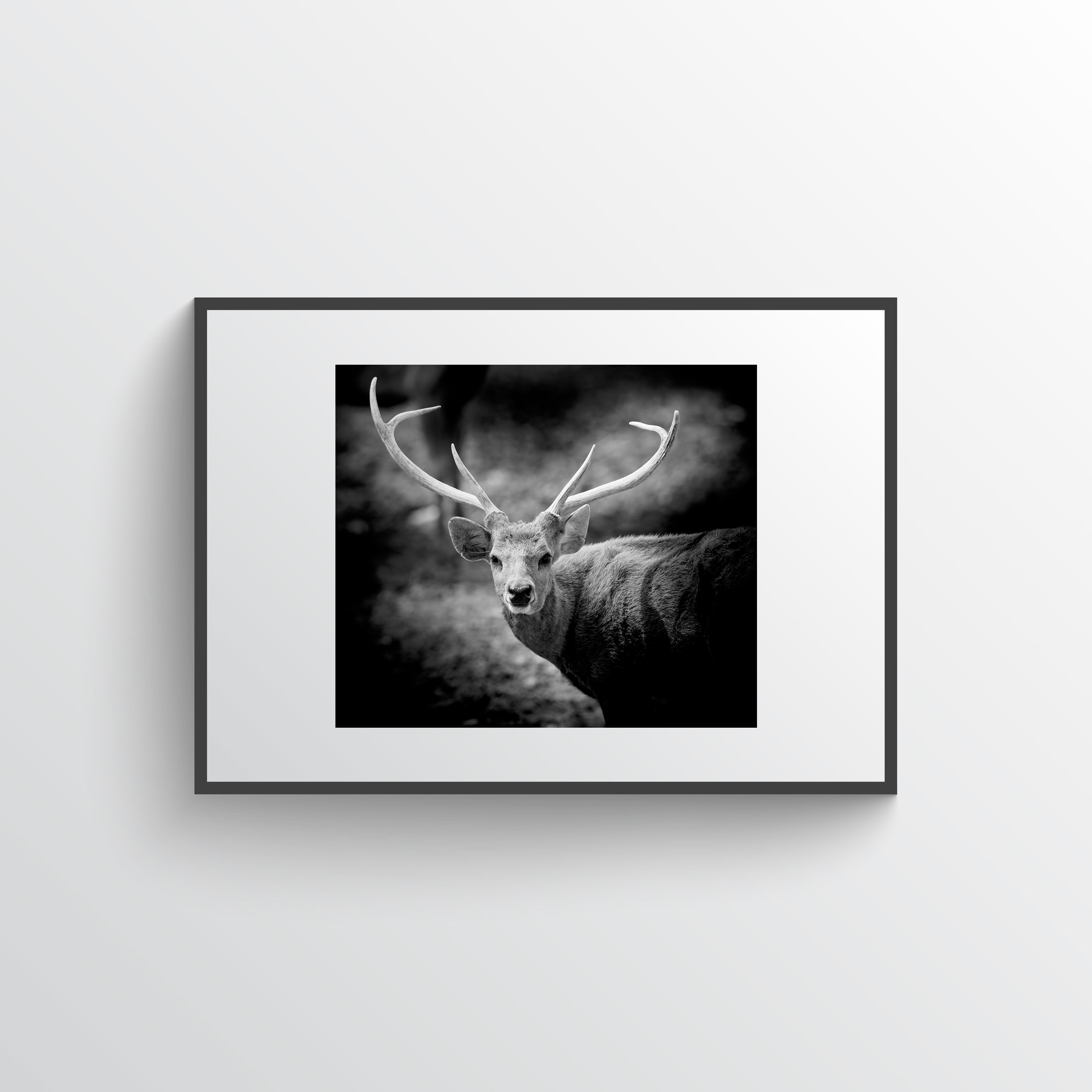 Red deer photo