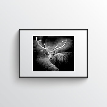 Red deer photo