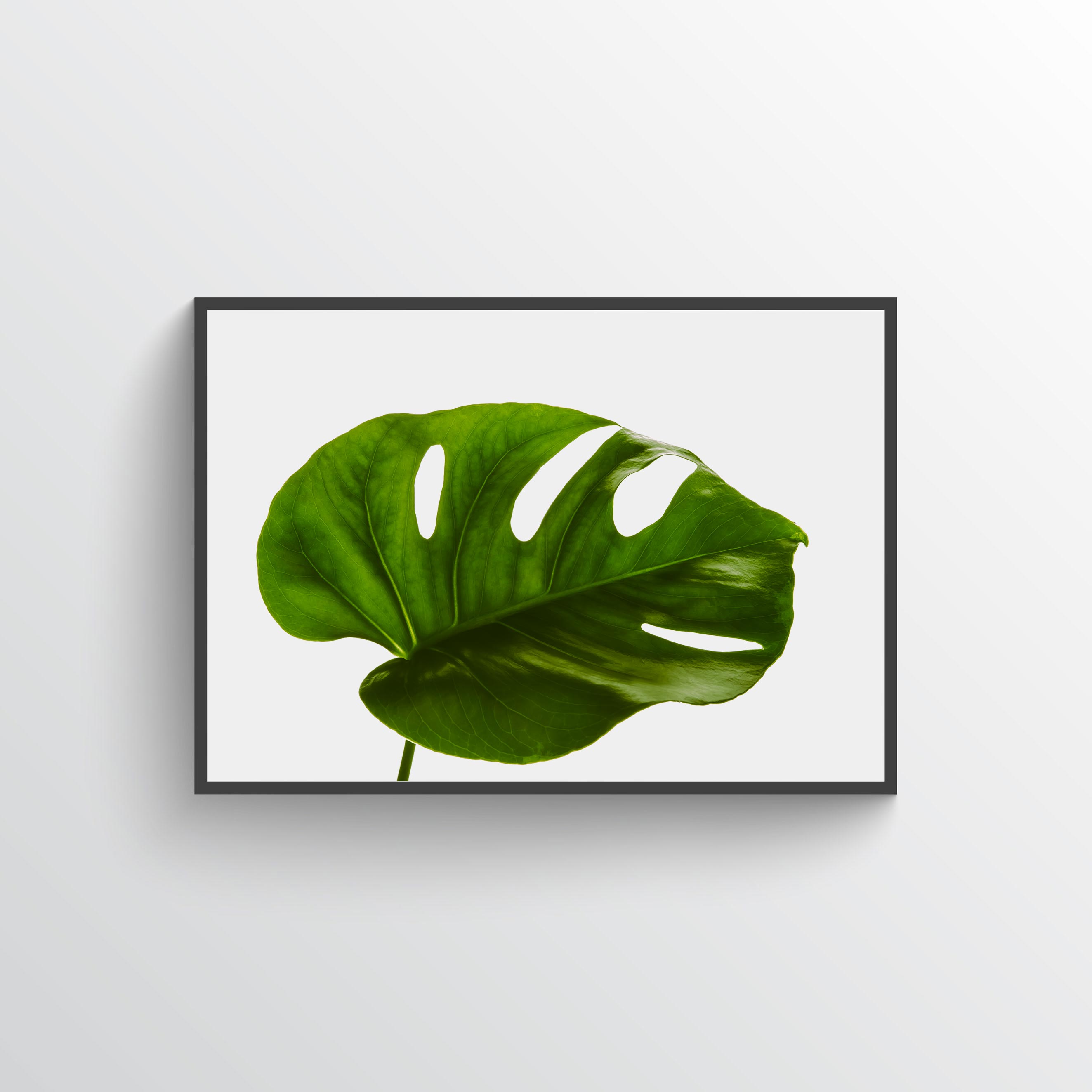 Monstera poster