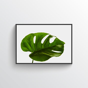 Monstera poster