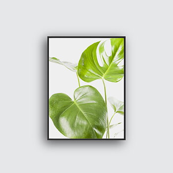 Monstera two poster