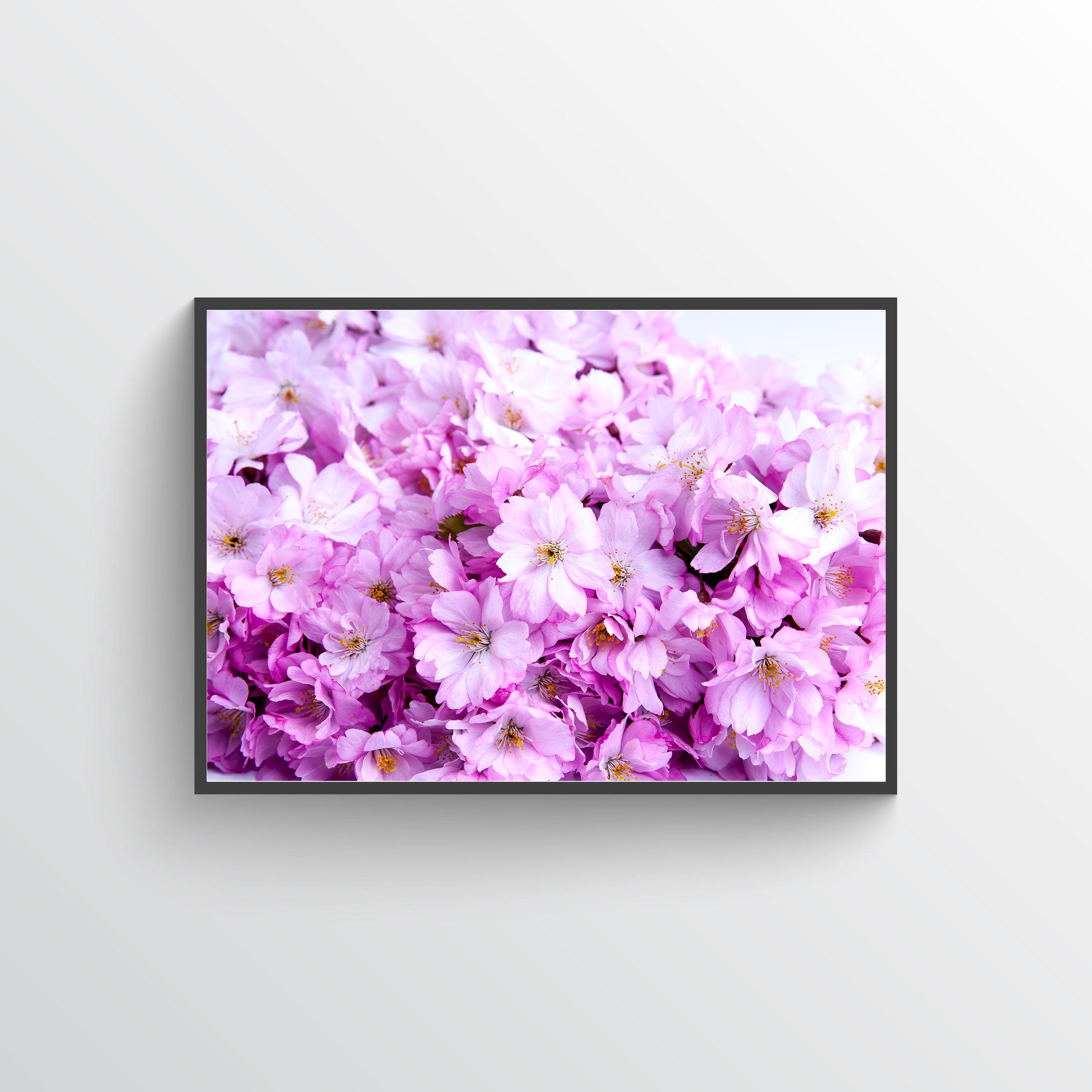 Cherry blossom No 4 poster